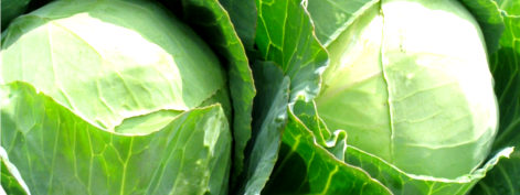 Fresh Cabbage - Grace Tradelinks