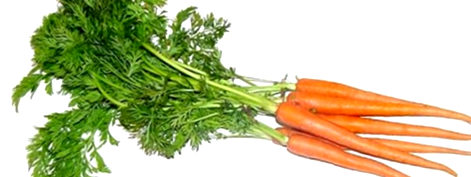 Fresh Carrots - Grace Tradelinks