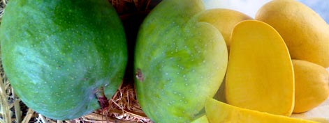 Fresh Mango - Grace Tradelinks