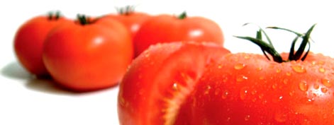 fresh Tomatoes